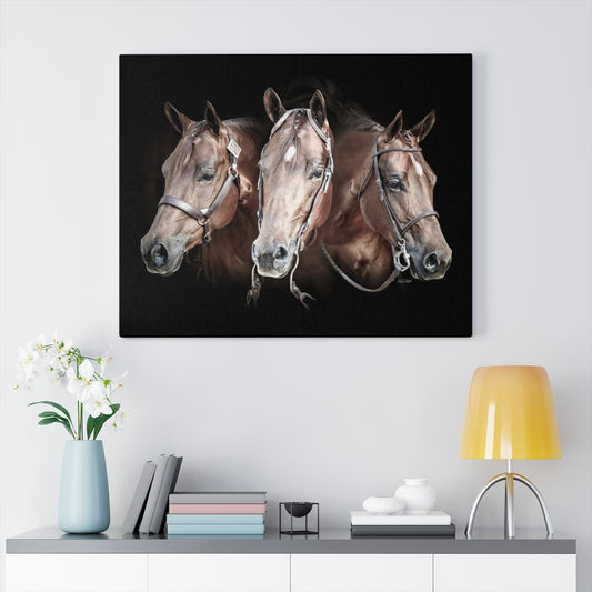 All Around Show Horse Canvas Gallery Wraps